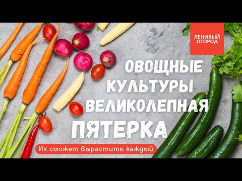 Видео: Огород без хлопот: 5 овощей вырастить которые под силу каждому даже начинающему | Малоуходный огород