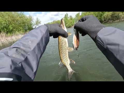 Видео: Abu Garcia Revo Beast 41 HSL + джеркбейты. Тестовая рыбалка.