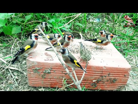 Видео: песня, чтобы мотивировать щегла | лучшее пение птиц | Расслабляющие звуки птиц.