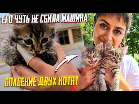 Видео: Спасение тех самых котят с Аватарки на Ютубе. Как умерла Варенька без лапок ((( АРХИВ
