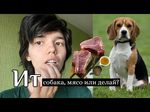 Видео: 10 ТАТАРСКИХ ФРАЗ -изучаем татарский язык весело и легко🥳