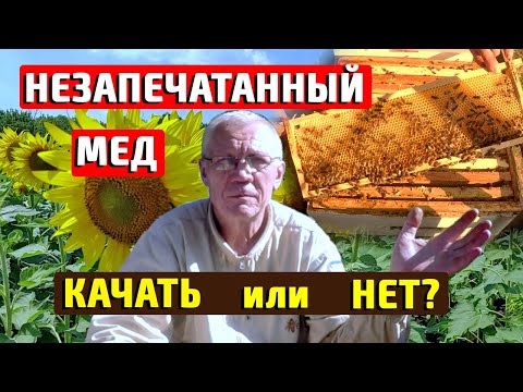 Видео: Почему пчелы не печатают мед Можно ли откачивать незапечатанный мёд? Когда качать мед