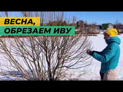 Видео: Весенняя обрезка ивы ломкой.