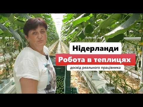 Видео: Работа в Нидерландах на теплицах – опыт реального работника