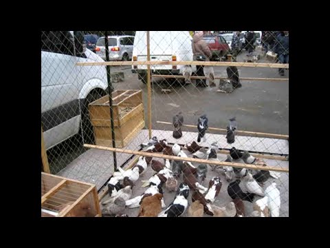 Видео: Выставка голубей и декоративных птиц Помошная 23 11 24  Ч 2