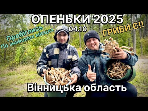 Видео: Грибне місце.Йшли на рибалку, а назбирали опеньок!