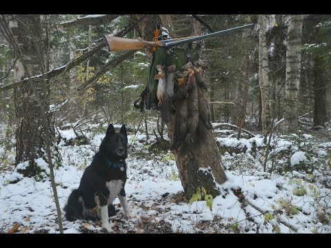 Видео: Охота с лайкой на куницу.  Собака молодец. 26.10.2017 г.