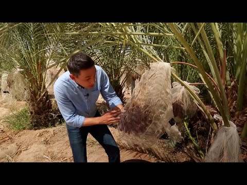 Видео: Еда живая и мёртвая, выпуск от 29.10.2016. Финики, тыквы и 5 способов научить детей любить брокколи