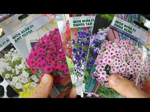 Видео: Пора сеять петунию  на маточники. Обзор семен петуний. 