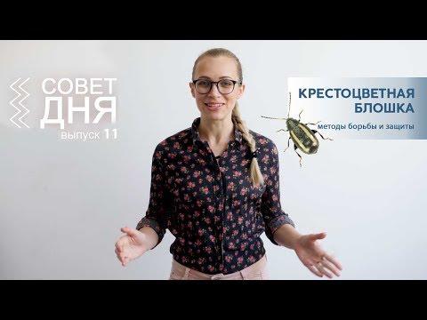 Видео: Крестоцветная Блошка | Совет Дня 11 выпуск |  Методы борьбы и защиты | Насекомые Вредители