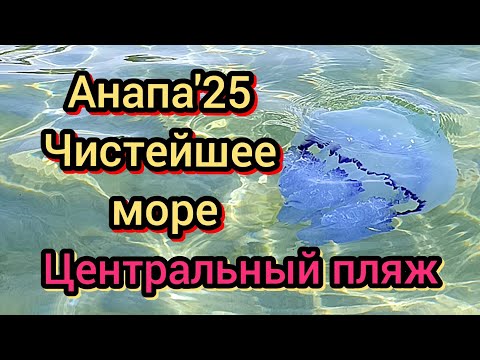 Видео: #Анапа #чистое море #медузы #рапаны