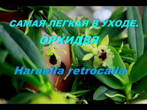 Видео: Самая не прихотливая  орхидея.Легкая в уходе.Орхидея Haraella retrocalla .