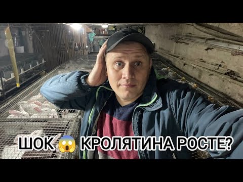 Видео: ЦІНИ РОСТУТЬ МʼЯСО КРОЛИКА ПІШЛО В ГОРУ ТІЛЬКИ ПОЧАТОК?