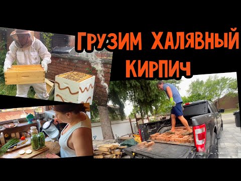 Видео: Канадская деревня // проверяем улья, ищем матку