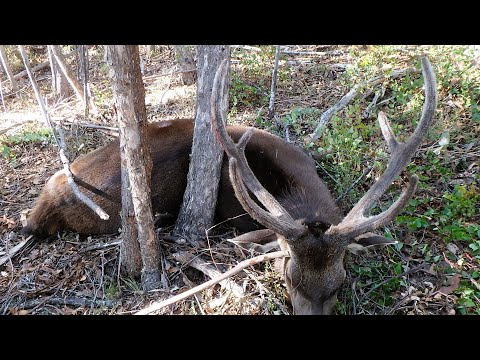 Видео: Охота на летнего самбара