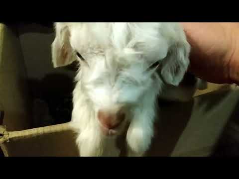 Видео: Окот шести коз за три часа ! У козы четыре козлёнка !