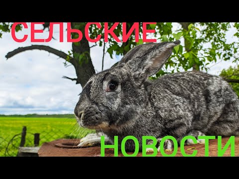 Видео: Сельские новости //Жизнь в деревне!!!