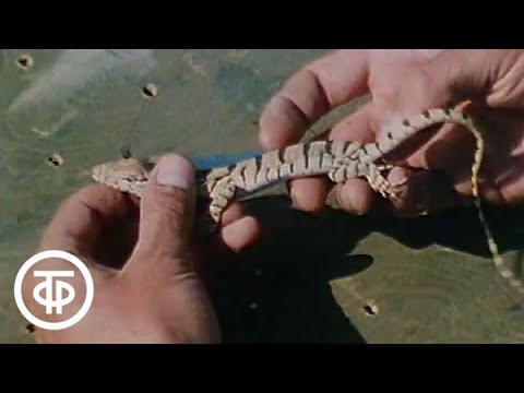 Видео: В мире животных. Редкие животные (1986)