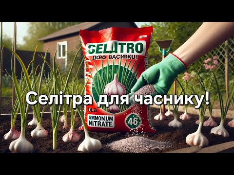 Видео: 🔴 СЕЛІТРА ДЛЯ ЧАСНИКУ! 🔥Як, коли і скільки вносити?