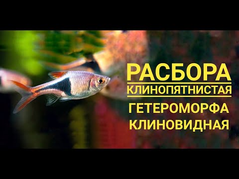Видео: Расбора клинопятнистая (Trigonostigma heteromorpha)
