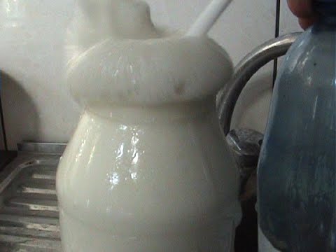 Видео: Не делайте квас с цветов бузины -он может взорваться