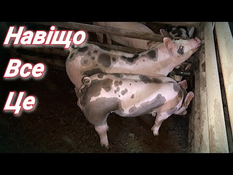 Видео: Підготовка поросят і профілактичні заходи перед відлученням.