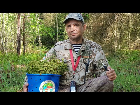 Видео: ЭЛИКСИР ЖИЗНИ ИЛИ ПАПОРОТНИК "ОРЛЯК" съедобные виды папоротника растущие в нашеи регионе