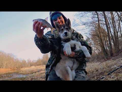 Видео: НА РЫБАЛКУ С ЛАЙКОЙ! Фидер с ночёвкой ранней весной НА МАЛОЙ РЕКЕ! #491