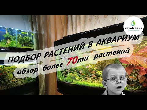 Видео: Выбор растений в аквариум на моем примере. Обзор более 70ти растений из моих аквариумов.