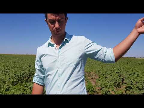 Видео: Хим полигон подсолнечника. Амброзия, осот! Что эффективнее?