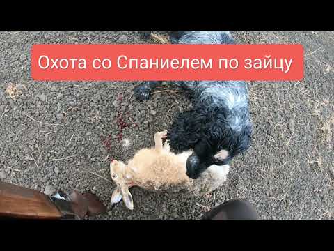 Видео: Охота на зайца. Спаниель в работе. 2025 Октябрь. 