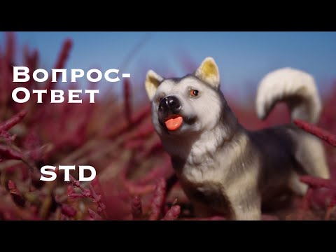 Видео: Вопрос-ответ шляйх