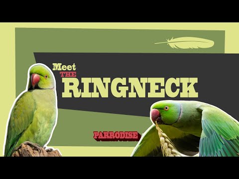 Видео: Руководство по индийскому кольчатому ошейнику за 5 минут