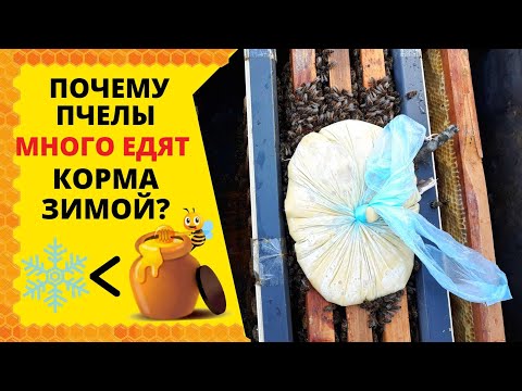 Видео: ПОЧЕМУ ПЧЁЛЫ МНОГО ЕДЯТ КОРМА ЗИМОЙ. ПОДКОРМКА ПЧЕЛ В ЯНВАРЕ.
