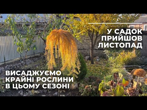 Видео: У садок прийшов листопад. Висаджуємо крайні рослини в цьому сезоні