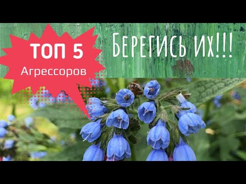 Видео: 5 злостных агрессоров в саду! Топ 5!