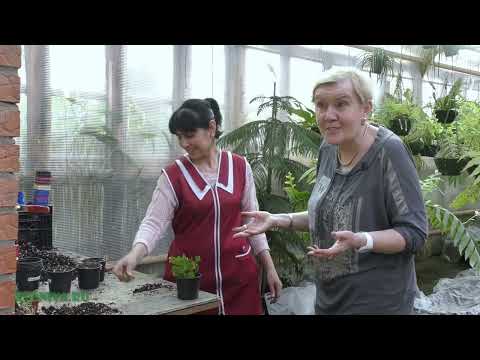 Видео: Сезон размножения. Марниера  - черенкование.