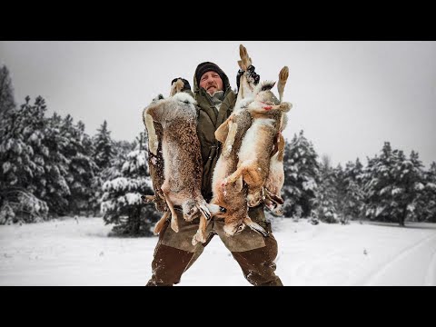 Видео: ЭТА ОХОТА НА ЗАЙЦА ЗАПОМНИТСЯ НА ВСЮ ЖИЗНЬ!!! Охота на зайца с гончими собаками