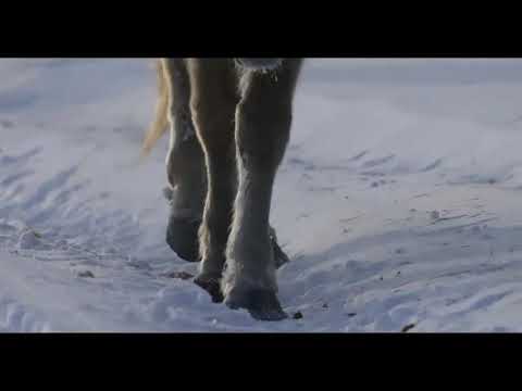 Видео: Якутская лошадь - Сахам ата (Ваня Трофимов)