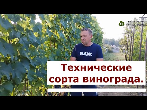Видео: Технические сорта винограда на 14 сентября 2024 года. Беларусь г. Солигорск.