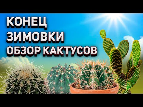 Видео: Конец зимовки кактусов. Уход за кактусами. Обзор моих кактусов.