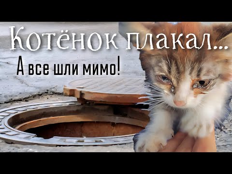 Видео: Котёнок плакал / а все шли мимо/ help save the kitten