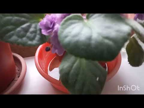 Видео: 11 ФЕВРАЛЬ   ДОЛЛАР ГУЛИ ХАКИДА  МАЛУМОТ🪷🌺🪻🪻🌺🌺🌷🌷🌿🌿🌹🌹🪻🪻