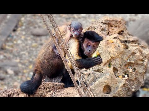 Видео: Даже капуцины укачивают детей! Хоть и лысоват, зато с мамой, растет и развивается. Не надо забирать!
