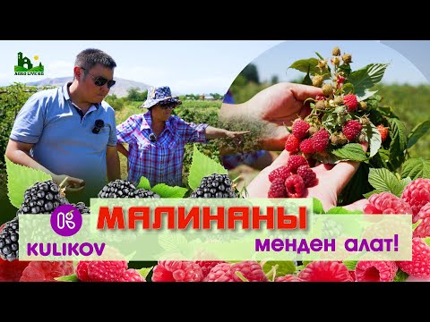 Видео: Малдын баарын сатып МАЛИНАГА өттүк !  2 гектардан канча малина алса болот жана канчага сатса болот?