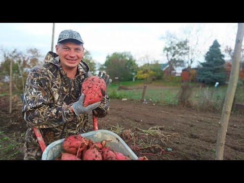 Видео: Чудо овощ батат