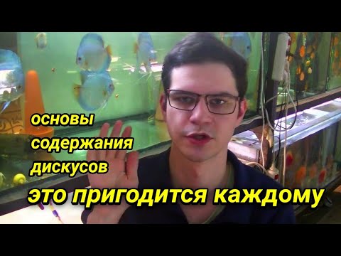 Видео: Дискусы - основы содержания, кормления и лечения