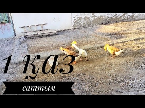 Видео: Vlog: Кешкі шаруашылық. Қазымды саттым