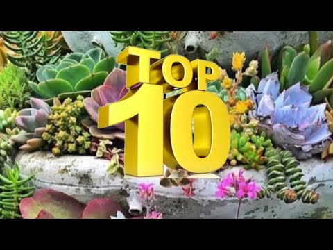 Видео: ТОП 10 СУККУЛЕНТОВ ДЛЯ НОВИЧКОВ👍 Самые живучие красивые суккуленты😍 #succulent #succulents #2024