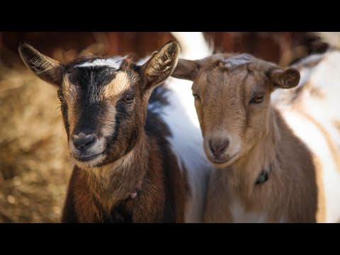 Видео: Рацион кормления наших коз и овец.